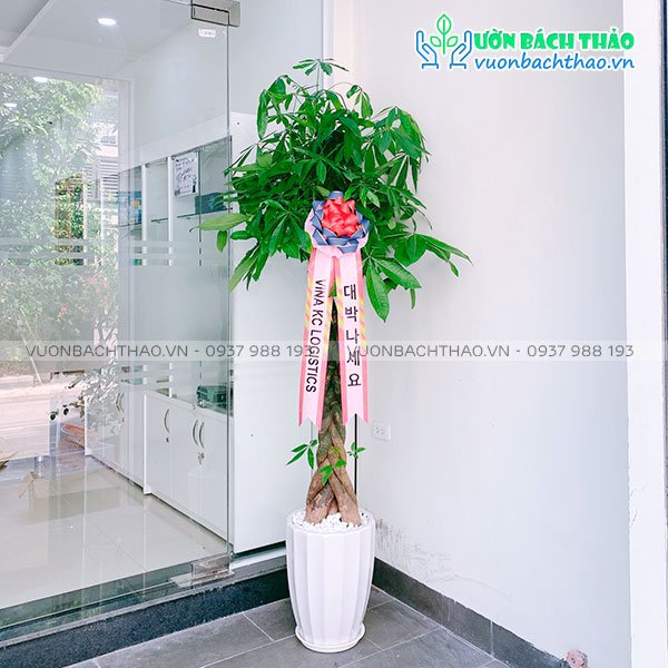 Cây Kim Ngân Tặng Khai Trương 2