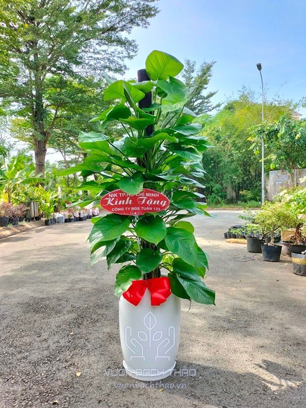 Cây Trầu Bà Leo Cột Tặng Khai Trương 3