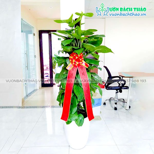 Cây Trầu Bà Leo Cột Tặng Khai Trương 2