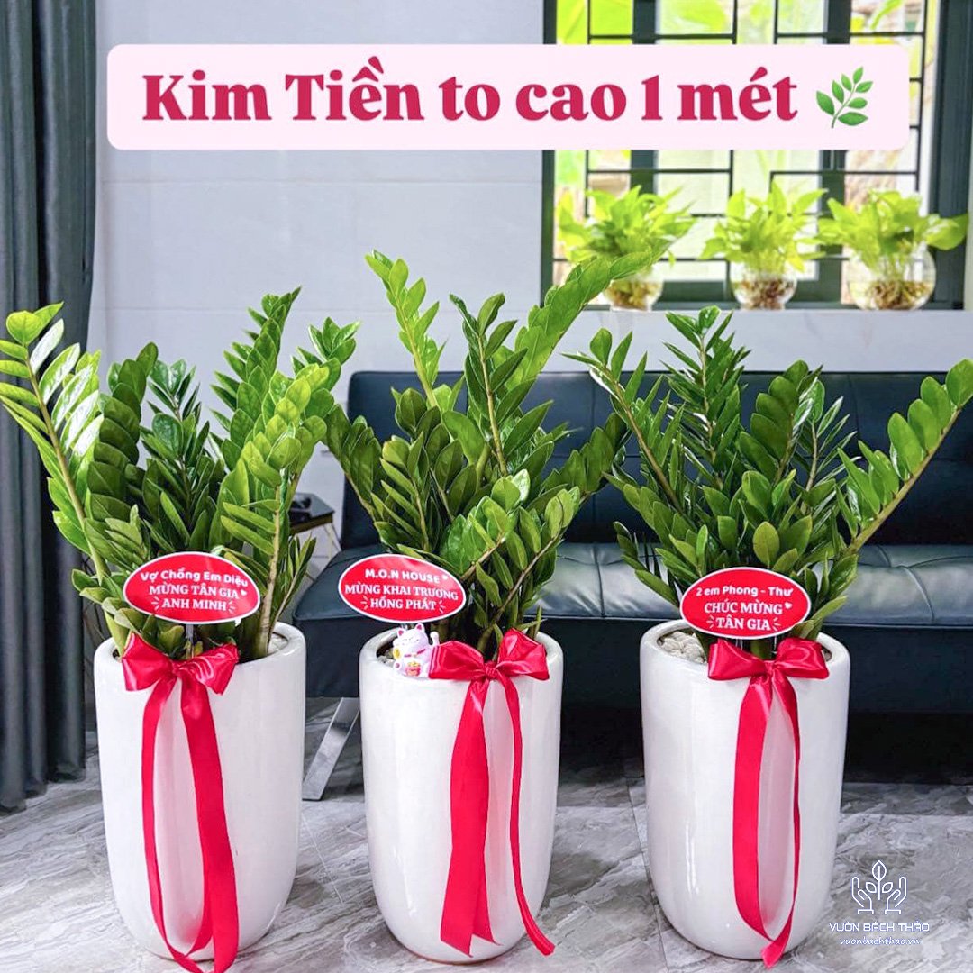 Cây Kim Tiền Tặng Khai Trương, Tân Gia, Khởi Công, Động Thổ 2