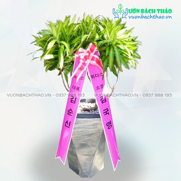 Cây Trúc Bách Hợp Tặng Khai Trương, Tân Gia, Khởi Công, Động Thổ 3