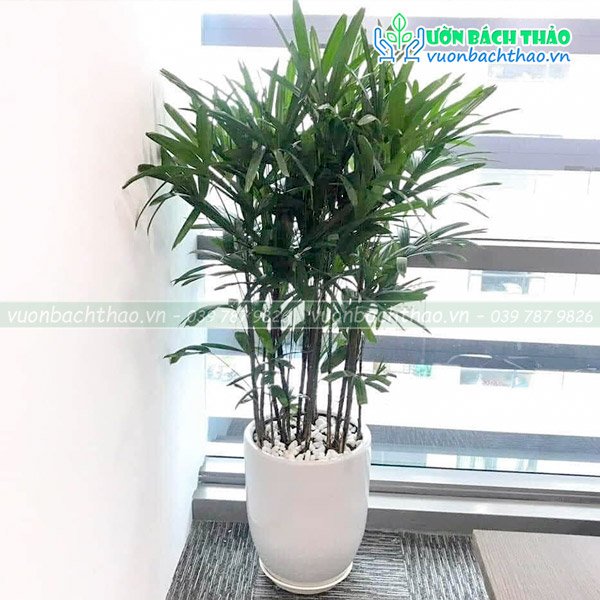 Cây Trúc Mây Chậu Đứng 3