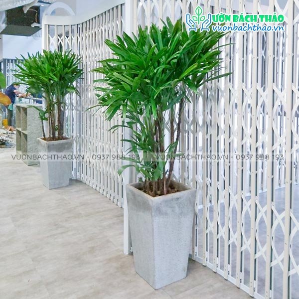 Cây Trúc Mây Chậu Đứng 2