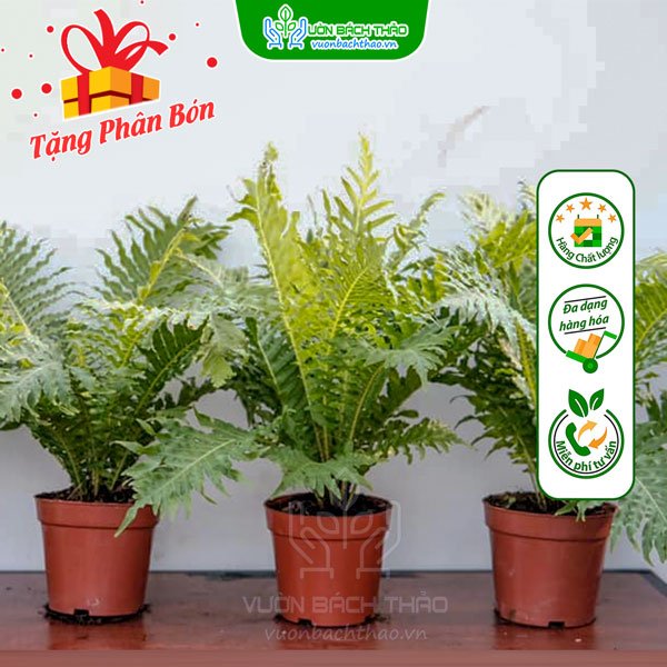 Cây Dương Xỉ Hạnh Phúc (Khổng Tước) 3