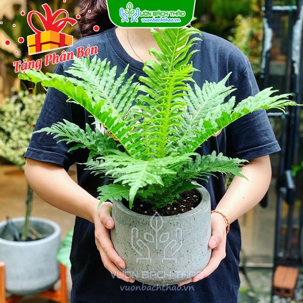 Cây Dương Xỉ Hạnh Phúc (Khổng Tước) 2