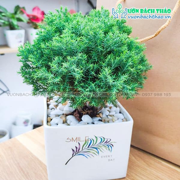 Cây Tùng Bồng Lai Để Bàn 2