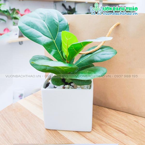 Cây Bàng Singapore Để Bàn 2