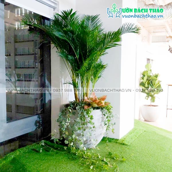 Cây Cau Nhật Vượng Khí