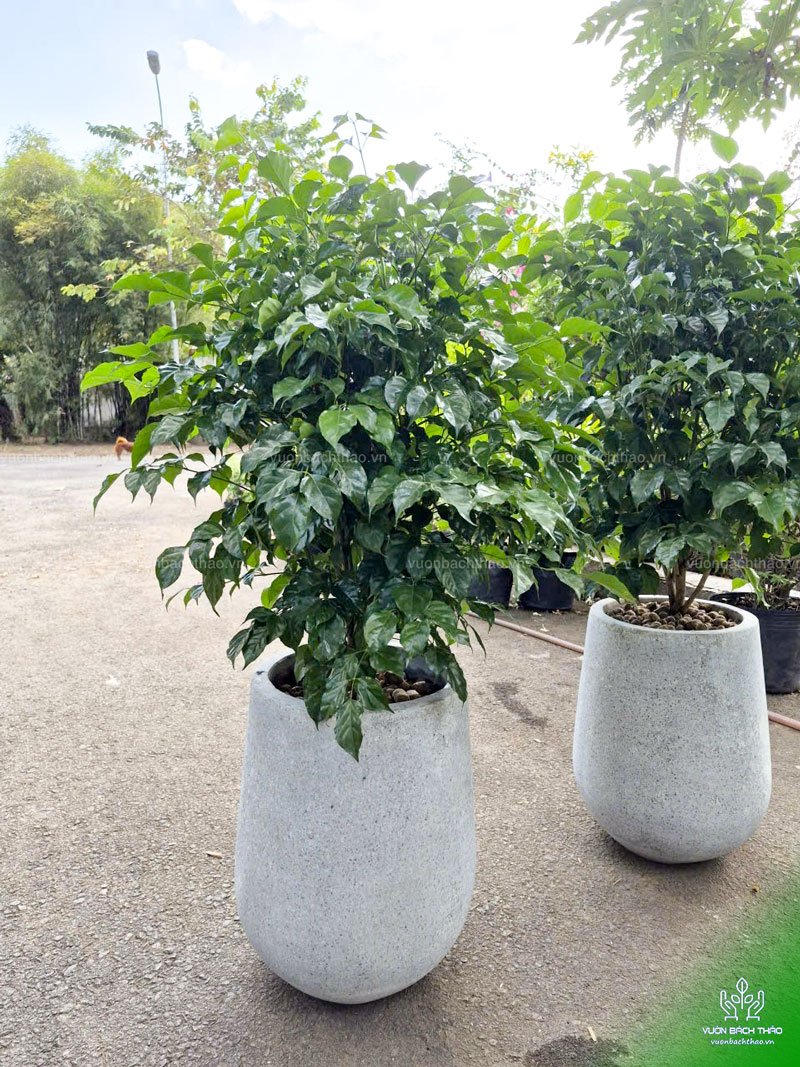 Cây Hạnh Phúc Chậu Đứng 2