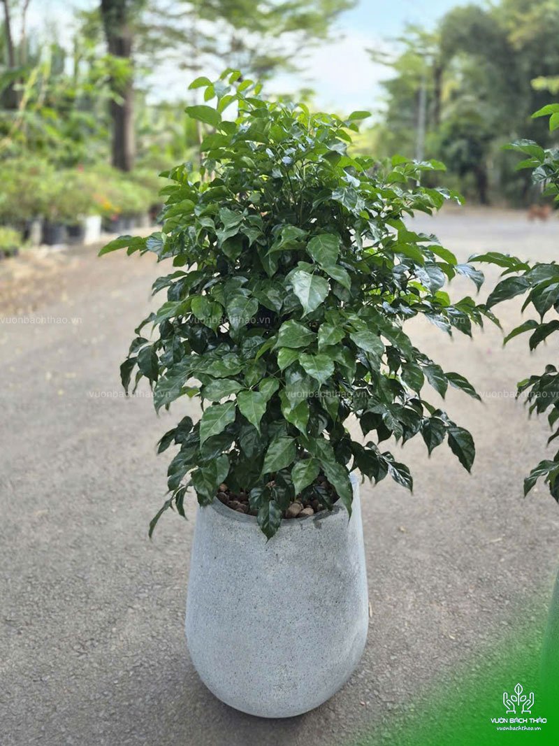 Cây Hạnh Phúc Chậu Đứng 3