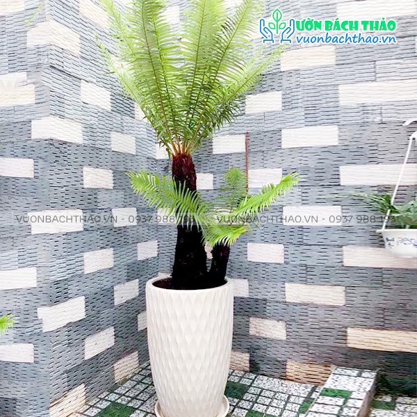 Cây Dương Xỉ Cổ Đại Chậu Đứng 2