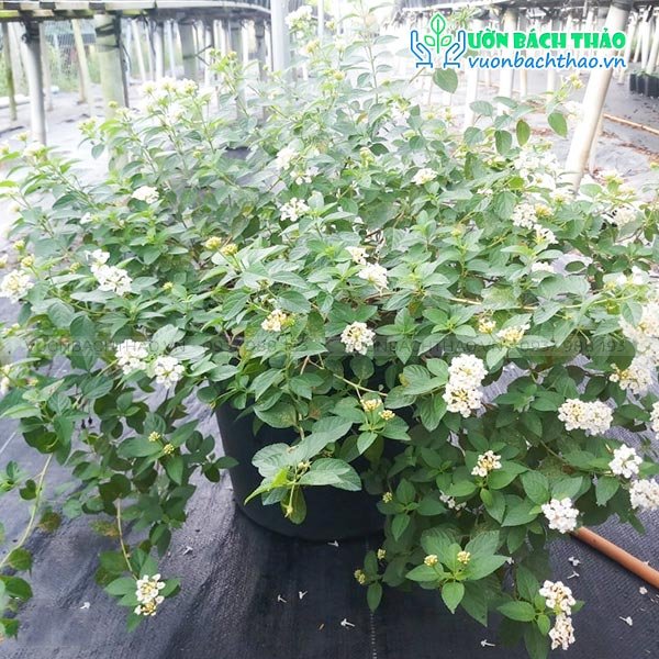 Cây Trâm Ổi Hoa Trắng