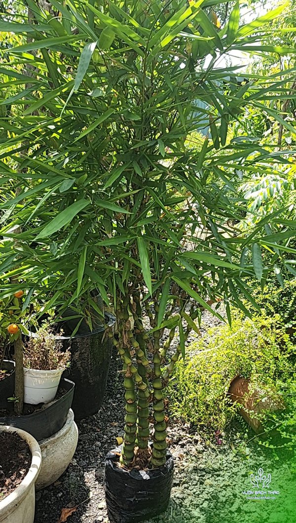 Cây Trúc Đùi Ếch 3