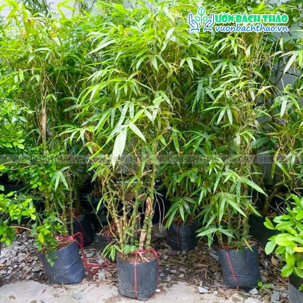 Cây Trúc Đùi Ếch