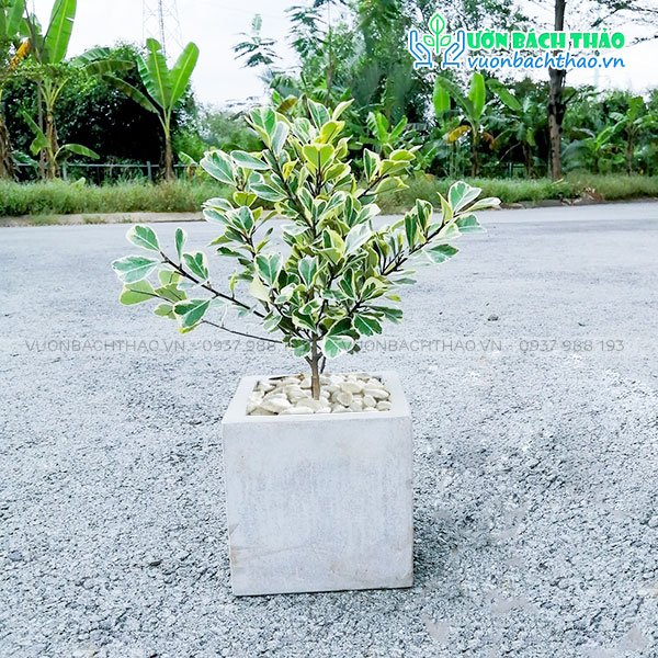 Cây Đa Tam Phúc Để Bàn 3