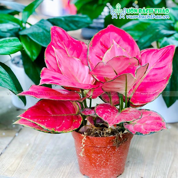 Cây Hồng Phát Lộc (Vạn Lộc Đỏ) 2