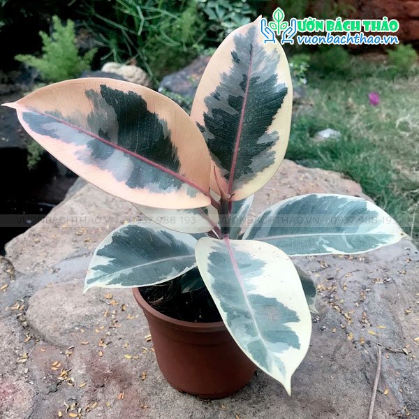 Cây Đa Đại Phúc Ficus Tineke - Đa Cẩm Thạch Trắng