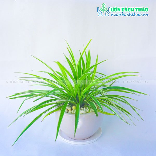 Cây Lan Chi Để Bàn