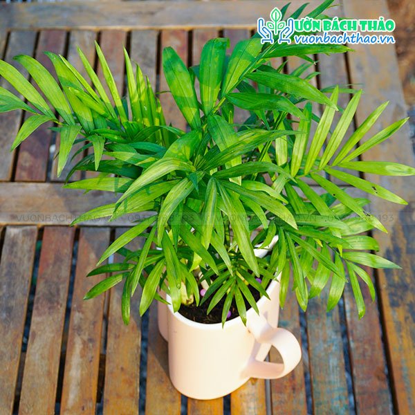 Cây Cau Tiểu Trâm Để Bàn 2