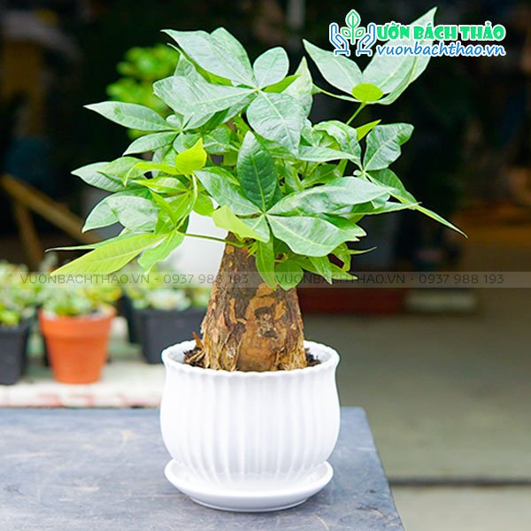Cây Kim Ngân Nhất Trụ Để Bàn 2