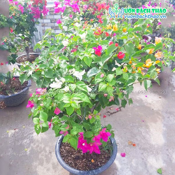 Cây Hoa Giấy Ngũ Sắc 2