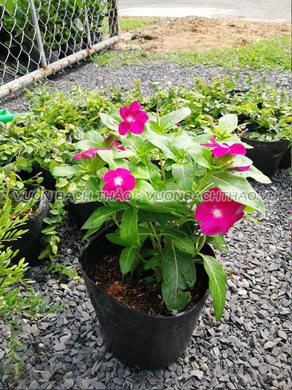 Cây Hoa Dừa Cạn Siêu Bông 2
