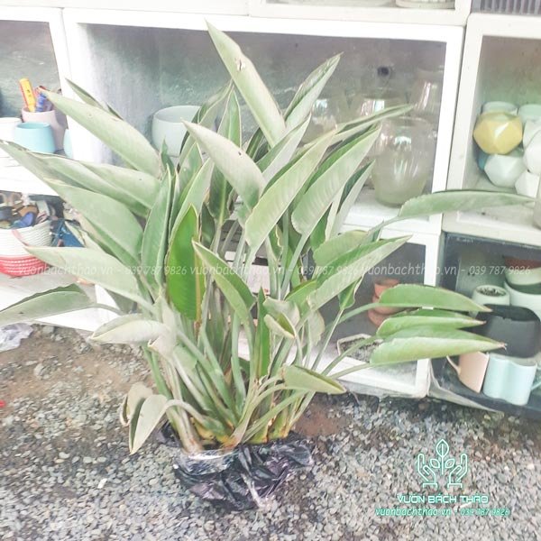 Cây Hoa Thiên Điểu 3