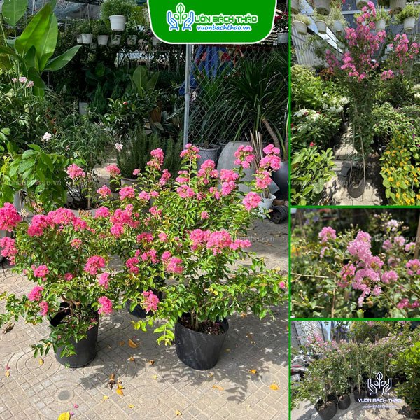 Cây Tường Vi Hoa Hồng
