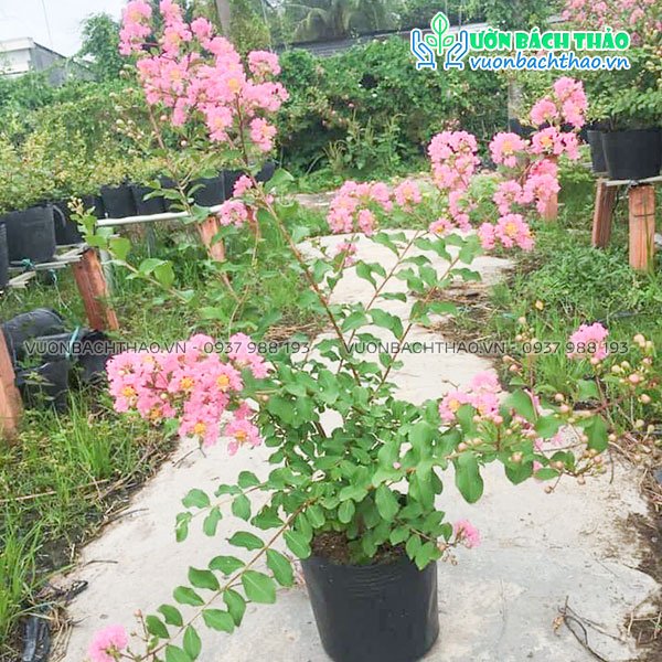 Cây Tường Vi Hoa Hồng 2