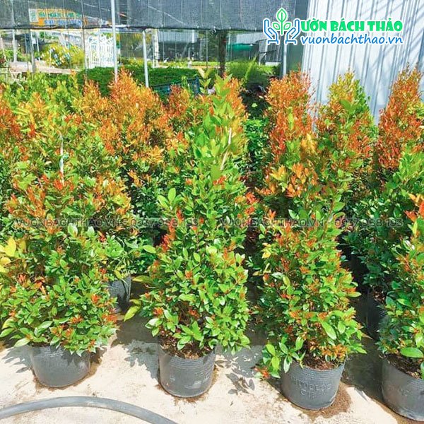 Cây Hồng Lộc Trồng Công Trình 2