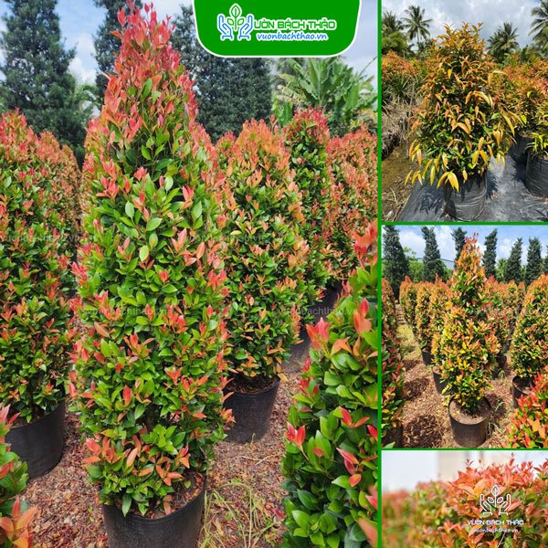 Cây Hồng Lộc Trồng Công Trình