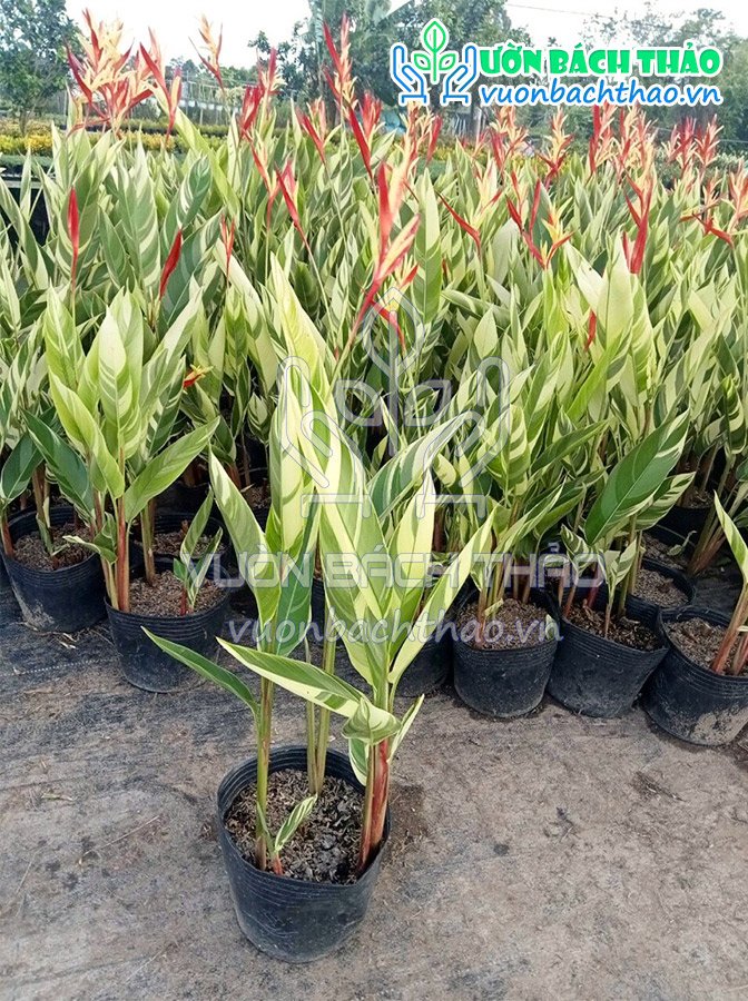 Cây Chuối Mỏ Két Cẩm Thạch 2