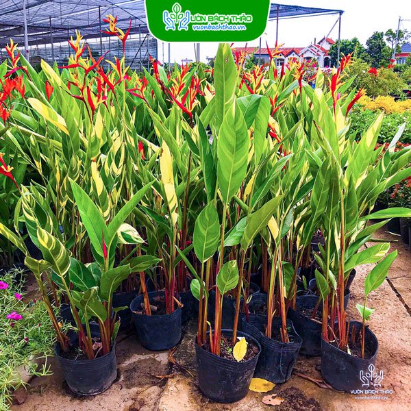 Cây Chuối Mỏ Két Cẩm Thạch