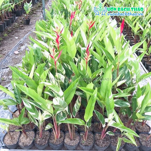 Cây Chuối Mỏ Két Cẩm Thạch 3