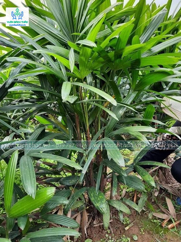 Cây Trúc Mây (Mật Cật) 3