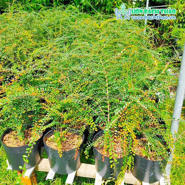 Cây Sơn Liễu Thái 2