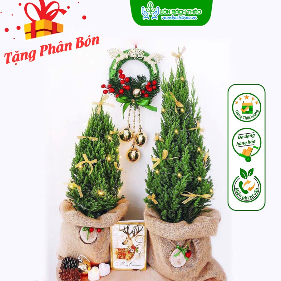 Cây Sơn Tùng Trang Trí Noel 3