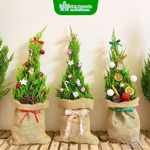 Cây Sơn Tùng Trang Trí Noel 2