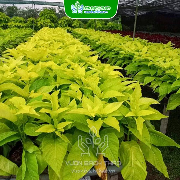 Cây Lá Trắng (Cây Bạch Tạng) 2