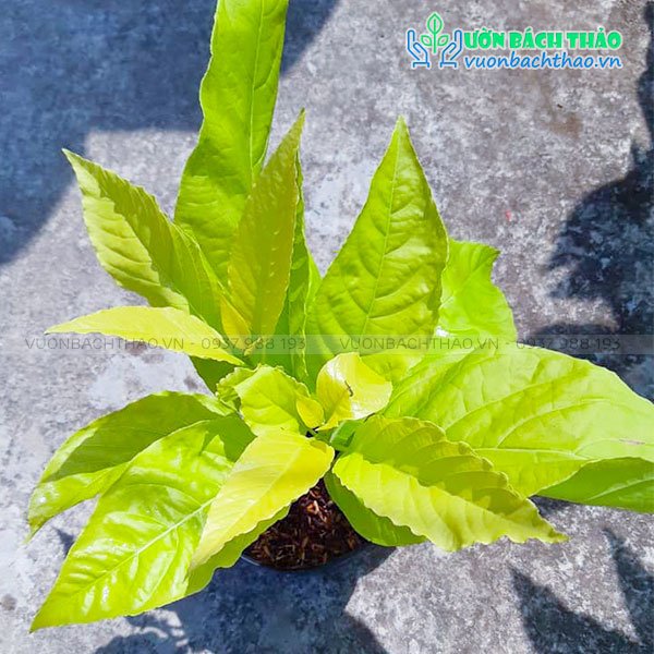 Cây Lá Trắng (Cây Bạch Tạng) 3