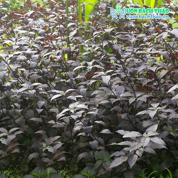 Cây Mắt Nai 2