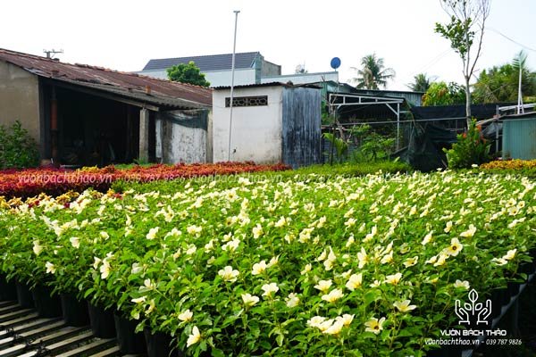 Cây Đông Hầu Hoa Trắng 3