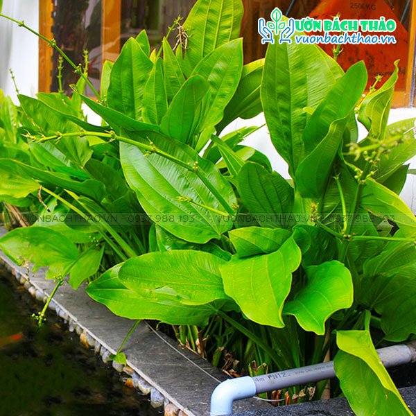 Cây Thủy Cúc (Bách Thủy Tiên) 3