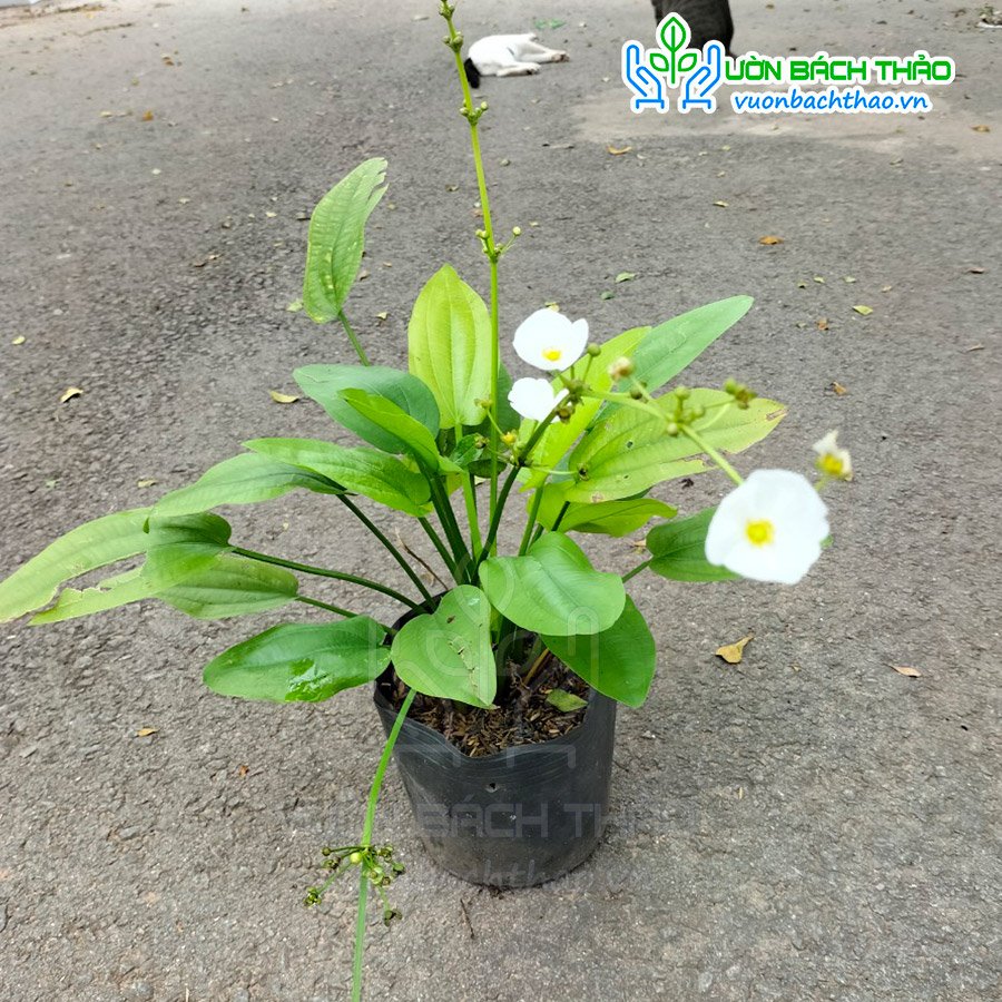 Cây Thủy Cúc (Bách Thủy Tiên) 2