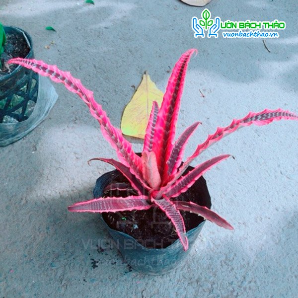 Cây Dứa Hồng Phụng 3