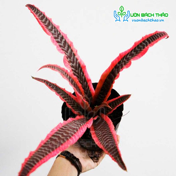 Cây Dứa Hồng Phụng 2