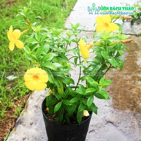 Cây Huỳnh Anh Lá Nhỏ