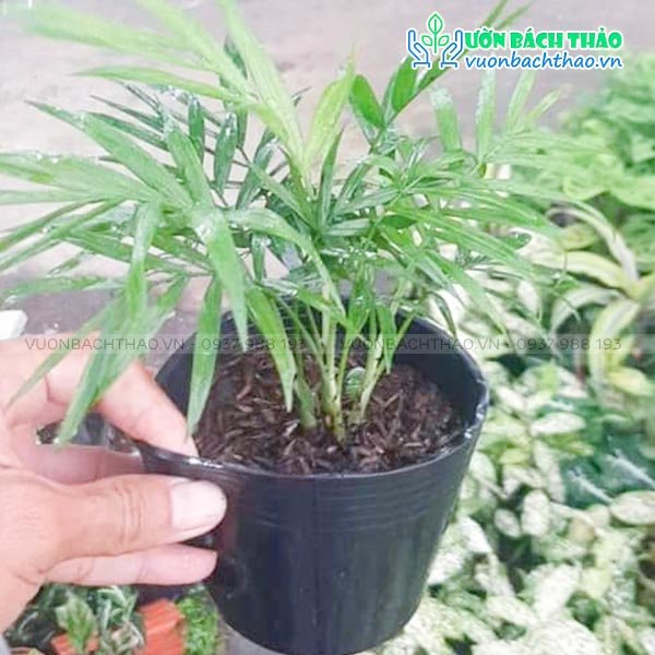 Cây Cau Tiểu Trâm 2
