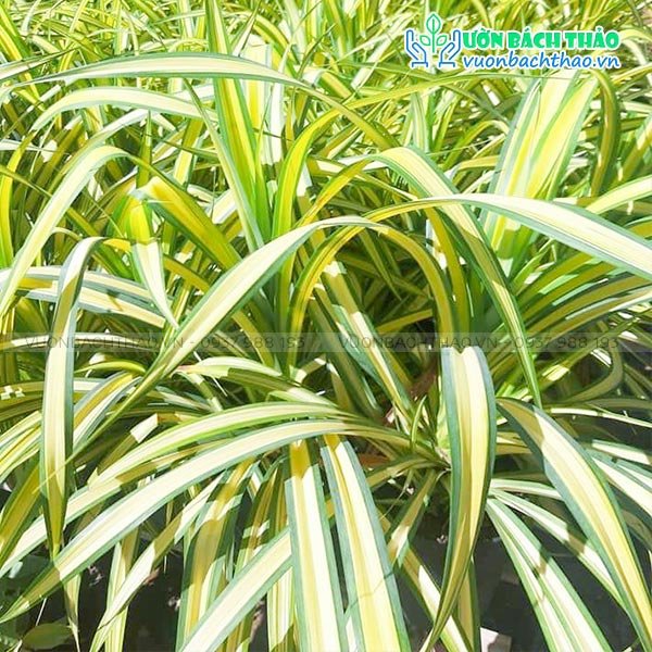 Cây Dứa Sọc Vàng (Dứa Vạn Phát)