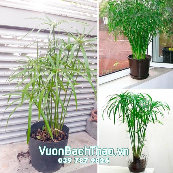 Cây Thủy Trúc